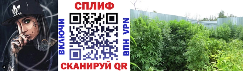 Где купить наркотики Мещовск Галлюциногенные грибы  Alpha PVP  Гашиш  Меф  Конопля 